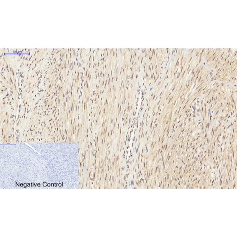 Immunohistochemistry - Anti-SirT1 Antibody (B8476) - Antibodies.com