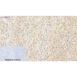 Immunohistochemistry - Anti-SirT1 Antibody (B8476) - Antibodies.com
