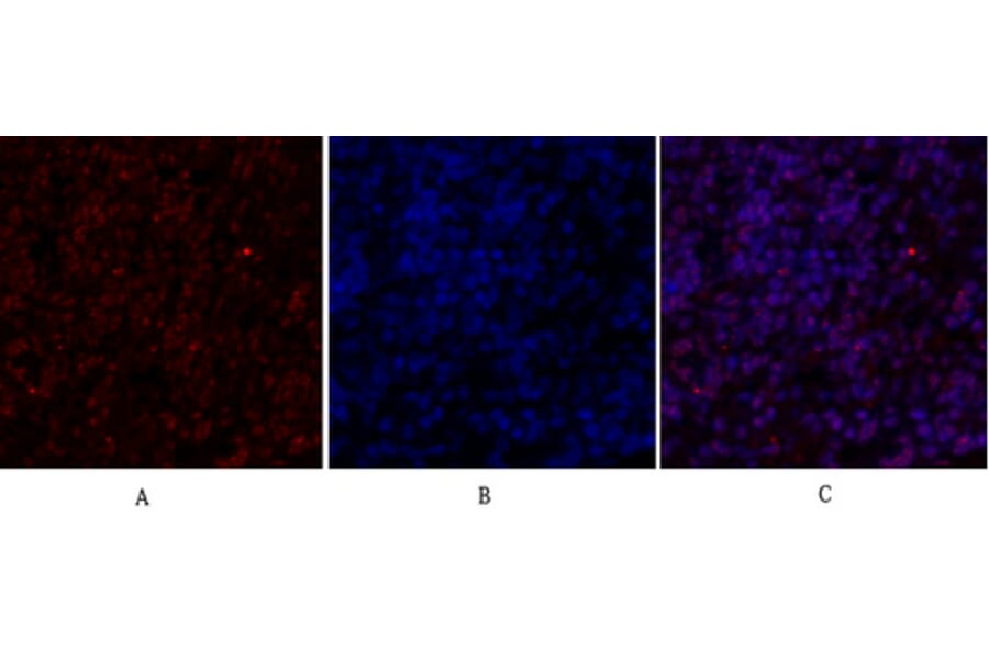 Immunofluorescence - Anti-SirT1 Antibody (B8476) - Antibodies.com