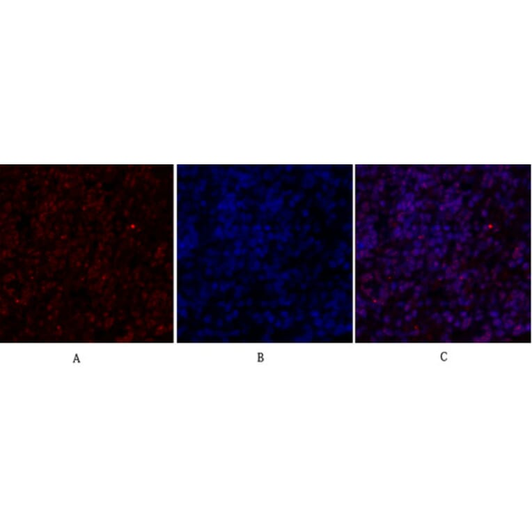 Immunofluorescence - Anti-SirT1 Antibody (B8476) - Antibodies.com