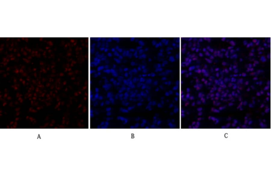 Immunofluorescence - Anti-SirT1 Antibody (B8476) - Antibodies.com