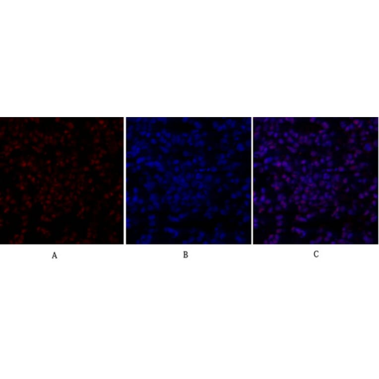 Immunofluorescence - Anti-SirT1 Antibody (B8476) - Antibodies.com