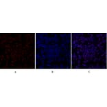 Immunofluorescence - Anti-SirT1 Antibody (B8476) - Antibodies.com