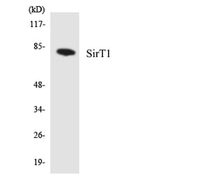 Western Blot - Anti-SirT1 Antibody (R12-3508) - Antibodies.com