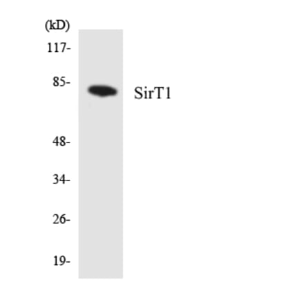 Western Blot - Anti-SirT1 Antibody (R12-3508) - Antibodies.com