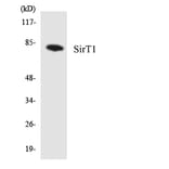 Western Blot - Anti-SirT1 Antibody (R12-3508) - Antibodies.com