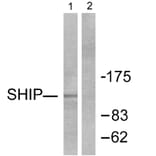 Western Blot - Anti-SHIP1 Antibody (C0320) - Antibodies.com