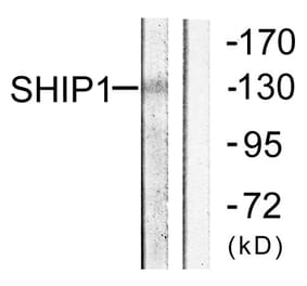 Western Blot - Anti-SHIP1 Antibody (B0738) - Antibodies.com