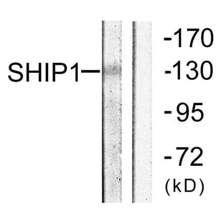 Western Blot - Anti-SHIP1 Antibody (B0738) - Antibodies.com