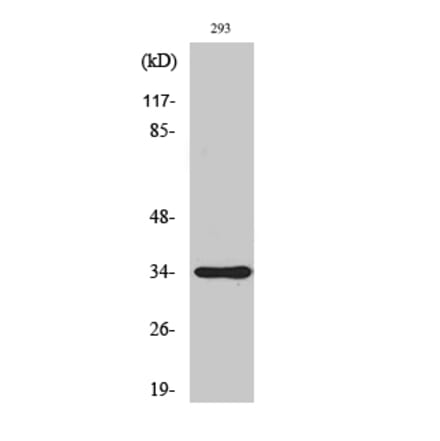 Western Blot - Anti-SH2D5 Antibody (C18703) - Antibodies.com