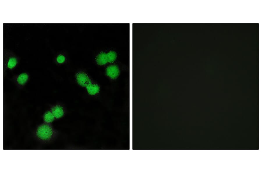 Immunofluorescence - Anti-SFRS5 Antibody (C10962) - Antibodies.com
