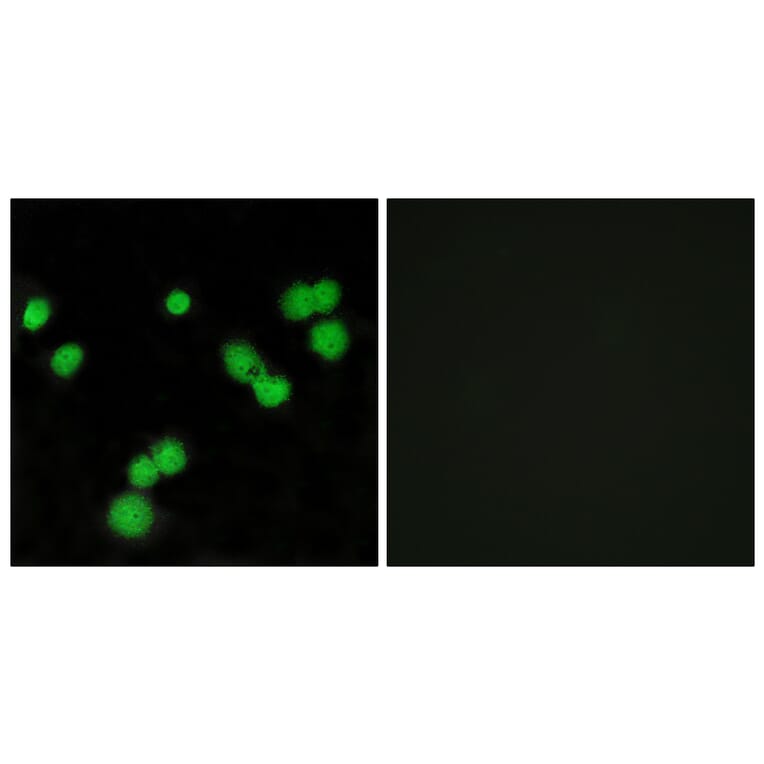 Immunofluorescence - Anti-SFRS5 Antibody (C10962) - Antibodies.com