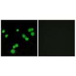 Immunofluorescence - Anti-SFRS5 Antibody (C10962) - Antibodies.com