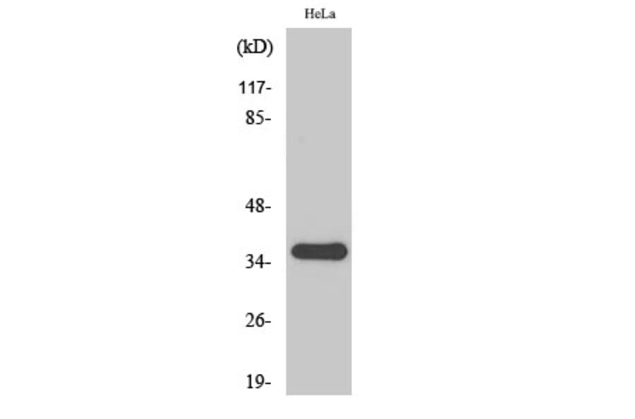 Western Blot - Anti-SFRP2 Antibody (C18484) - Antibodies.com