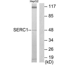 Western Blot - Anti-SERC1 Antibody (C11754) - Antibodies.com