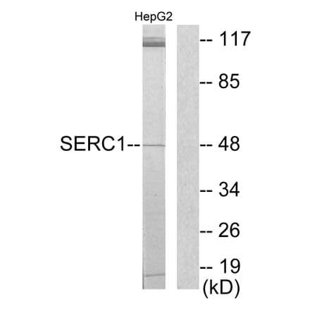 Western Blot - Anti-SERC1 Antibody (C11754) - Antibodies.com