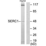 Western Blot - Anti-SERC1 Antibody (C11754) - Antibodies.com