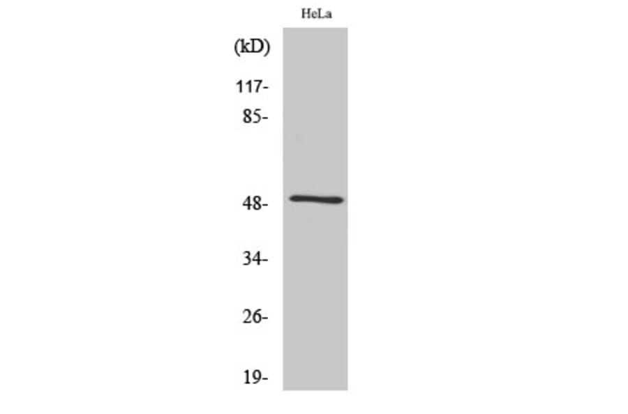 Western Blot - Anti-SEPT8 Antibody (C18514) - Antibodies.com