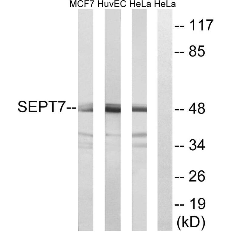 Western Blot - Anti-SEPT7 Antibody (C18513) - Antibodies.com