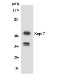 Western Blot - Anti-SEPT7 Antibody (R12-3491) - Antibodies.com