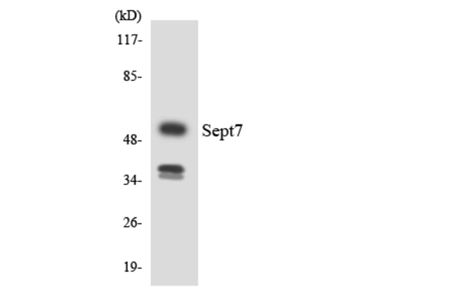 Western Blot - Anti-SEPT7 Antibody (R12-3491) - Antibodies.com