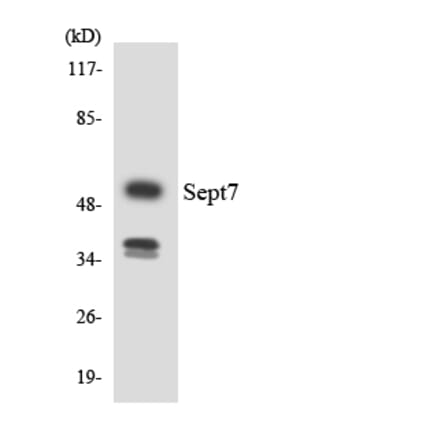 Western Blot - Anti-SEPT7 Antibody (R12-3491) - Antibodies.com