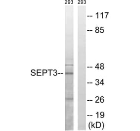 Western Blot - Anti-SEPT3 Antibody (C17006) - Antibodies.com