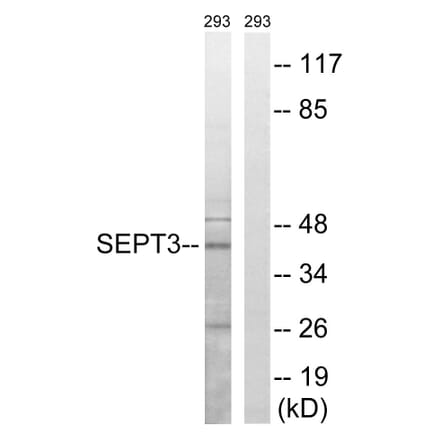 Western Blot - Anti-SEPT3 Antibody (C17006) - Antibodies.com