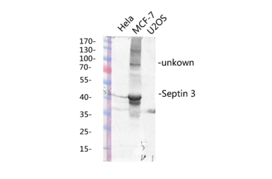 Western Blot - Anti-SEPT3 Antibody (C17006) - Antibodies.com