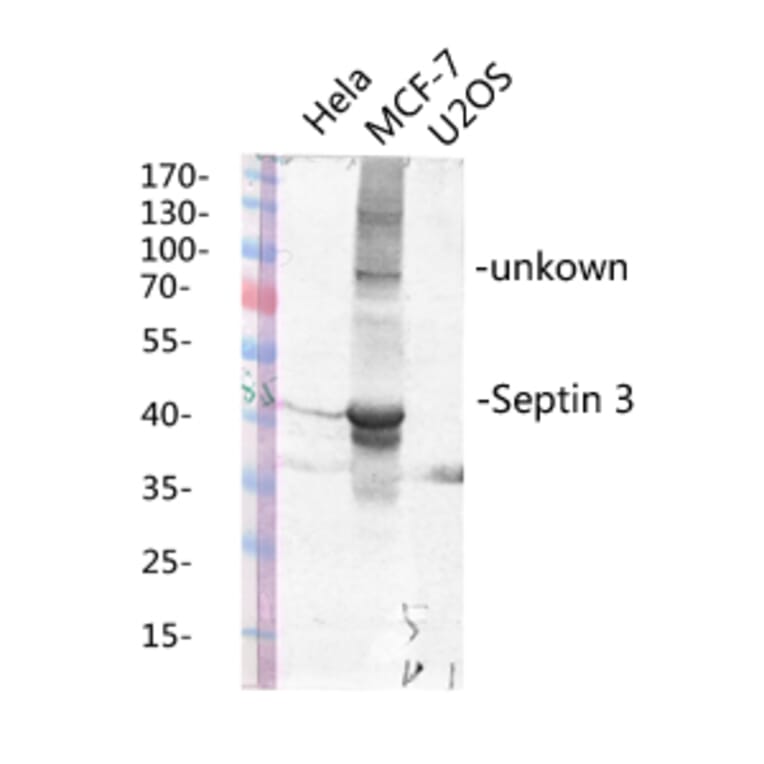 Western Blot - Anti-SEPT3 Antibody (C17006) - Antibodies.com