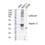 Western Blot - Anti-SEPT3 Antibody (C17006) - Antibodies.com