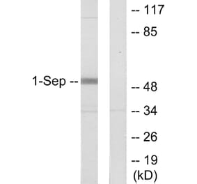 Western Blot - Anti-SEPT1 Antibody (C11420) - Antibodies.com
