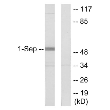 Western Blot - Anti-SEPT1 Antibody (C11420) - Antibodies.com
