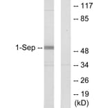 Western Blot - Anti-SEPT1 Antibody (C11420) - Antibodies.com