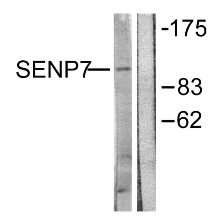 Western Blot - Anti-SENP7 Antibody (C0370) - Antibodies.com