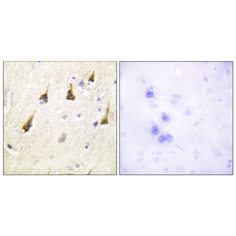 Immunohistochemistry - Anti-SENP7 Antibody (C0370) - Antibodies.com
