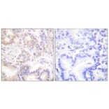 Immunohistochemistry - Anti-SENP5 Antibody (C0368) - Antibodies.com