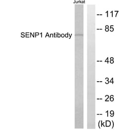 Western Blot - Anti-SENP1 Antibody (C0365) - Antibodies.com