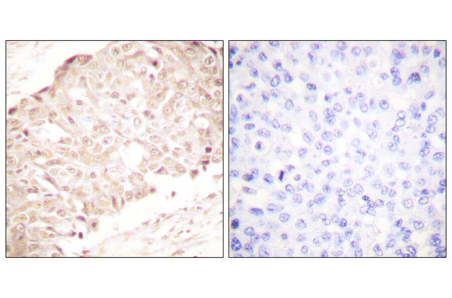 Immunohistochemistry - Anti-SENP1 Antibody (C0365) - Antibodies.com