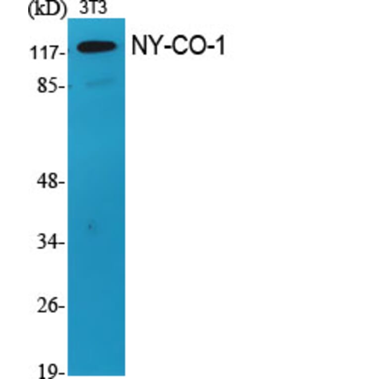 Western Blot - Anti-SDCG1 Antibody (C10140) - Antibodies.com
