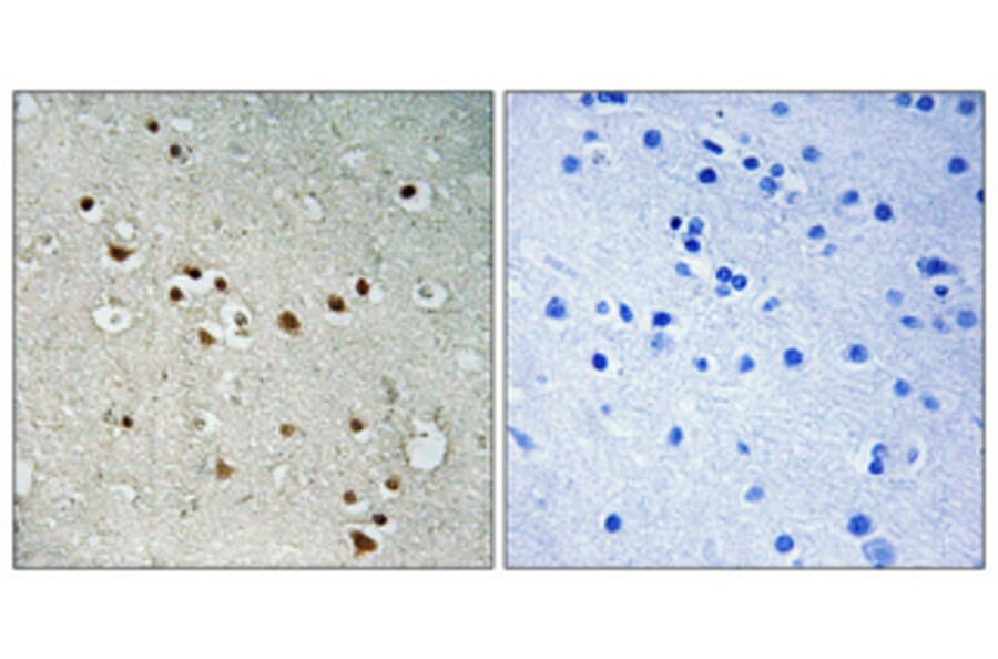 Immunohistochemistry - Anti-SDCG1 Antibody (C10140) - Antibodies.com