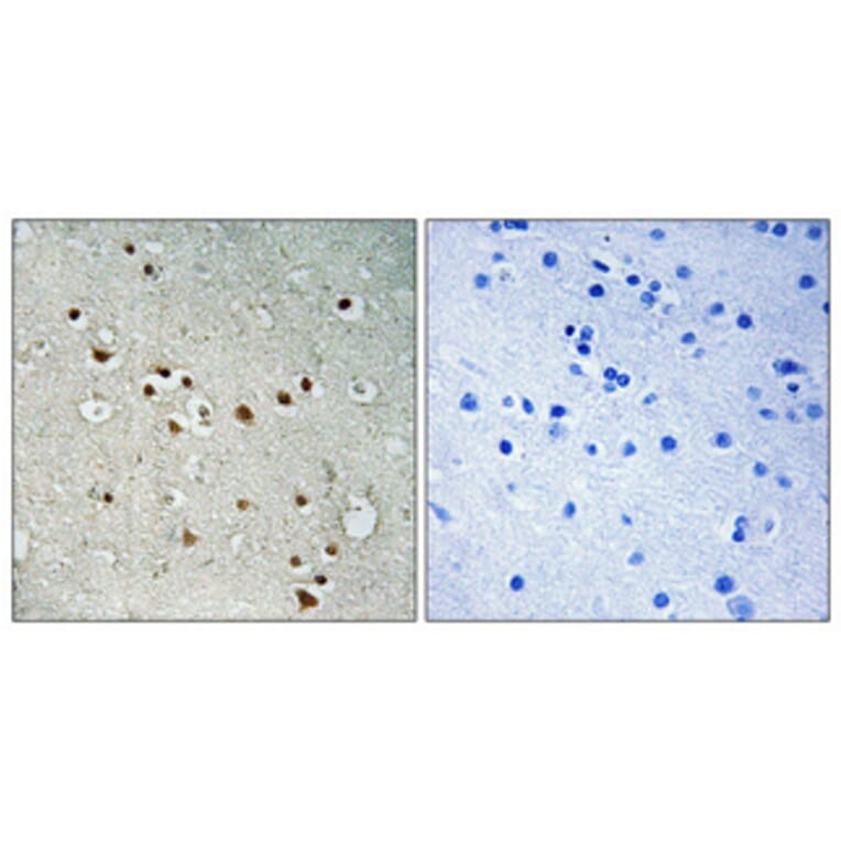 Immunohistochemistry - Anti-SDCG1 Antibody (C10140) - Antibodies.com