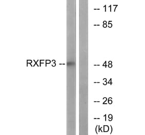 Western Blot - Anti-RXFP3 Antibody (G738) - Antibodies.com