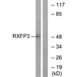 Western Blot - Anti-RXFP3 Antibody (G738) - Antibodies.com