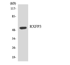 Western Blot - Anti-RXFP3 Antibody (R12-3473) - Antibodies.com