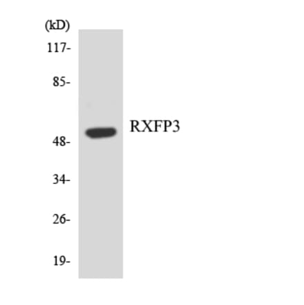 Western Blot - Anti-RXFP3 Antibody (R12-3473) - Antibodies.com