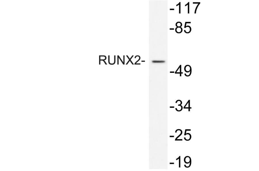 Western Blot - Anti-RUNX2 Antibody (R12-2340) - Antibodies.com