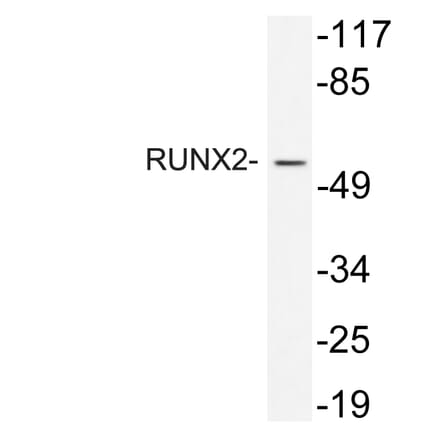 Western Blot - Anti-RUNX2 Antibody (R12-2340) - Antibodies.com