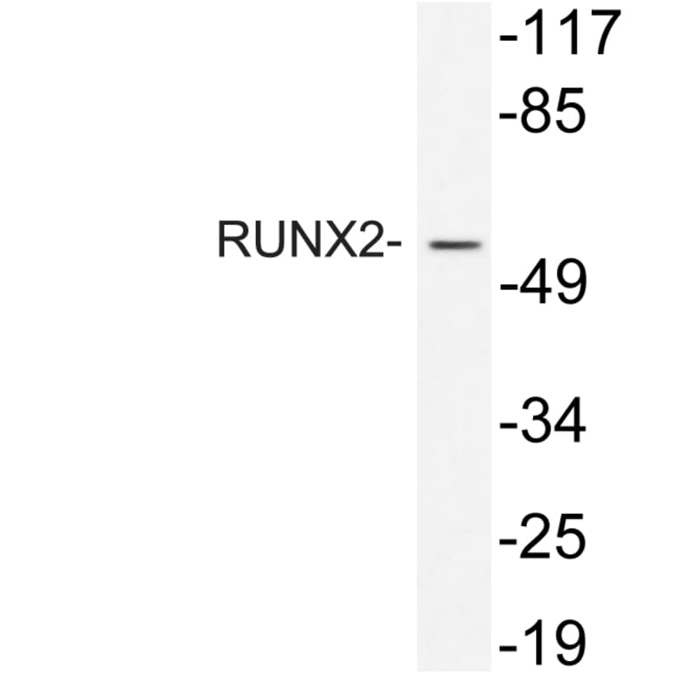 Western Blot - Anti-RUNX2 Antibody (R12-2340) - Antibodies.com
