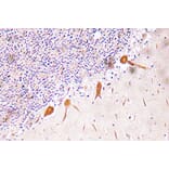 Immunohistochemistry - Anti-RUNX2 Antibody (R12-2340) - Antibodies.com